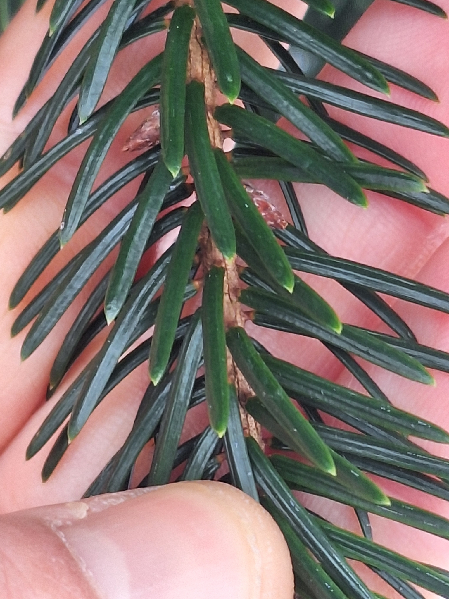 Serbian spruce