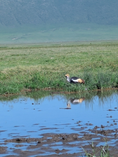 Grey Crowned Crane (Balearica regulorum)