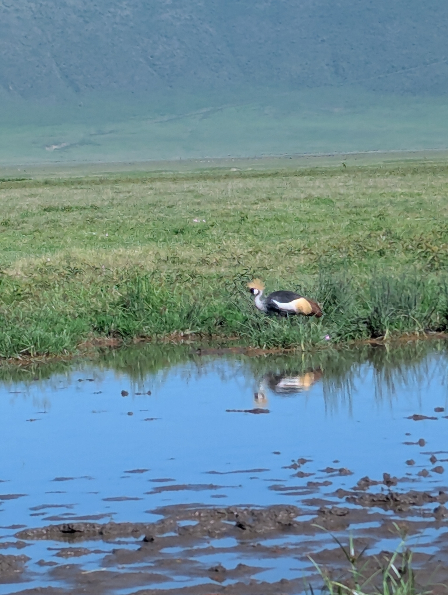 Grey Crowned Crane (Balearica regulorum), photo 1