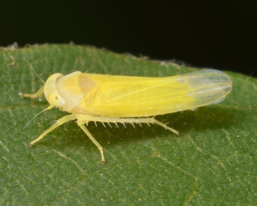 Alebra aurea