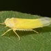 Alebra aurea - Photo (c) skitterbug, algunos derechos reservados (CC BY), uploaded by skitterbug
