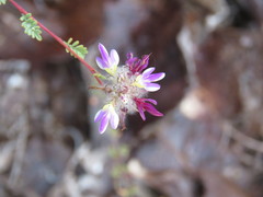 Dalea versicolor