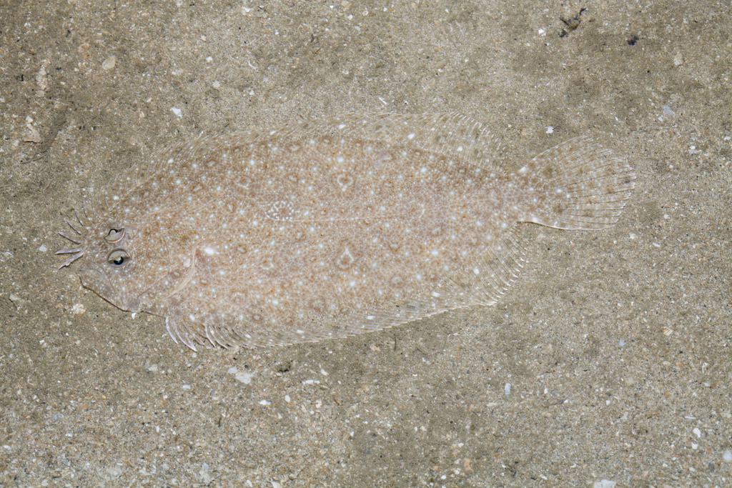 Dab (Pseudorhombus javanicus) — Paralichthyidae