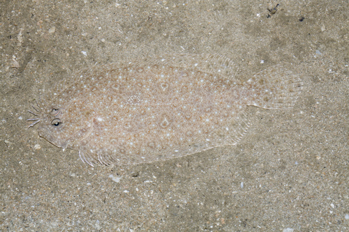 Dab (Pseudorhombus javanicus) — Paralichthyidae