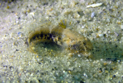 Bathygobius krefftii