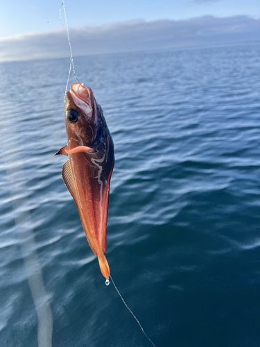 Japanese codling (Physiculus japonicus) — Moridae — 2