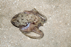 Amphioctopus