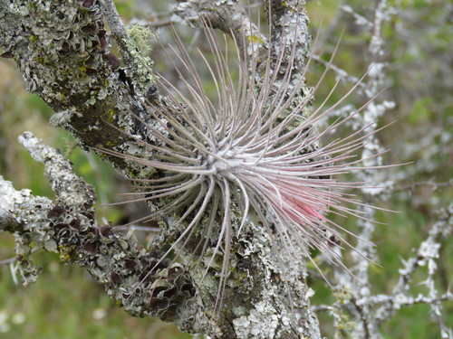 Tillandsia atroviridipetala · iNaturalist