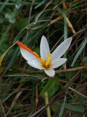 Crocus fleischeri, photograph (c) Umut Nuri Erdoğan, some rights reserved (CC BY)