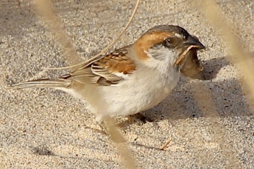 Iago Sparrow (Passer iagoensis)