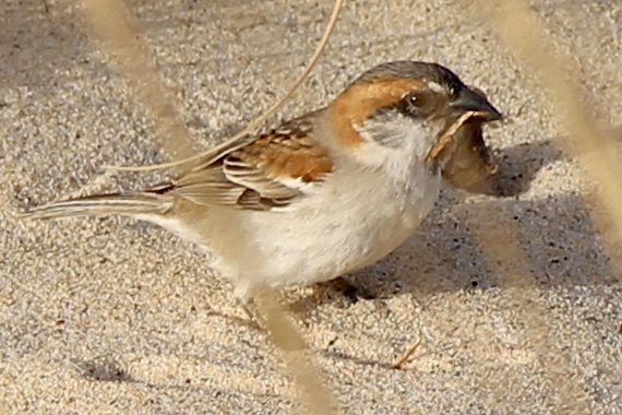 Iago Sparrow (Passer iagoensis), photo 1