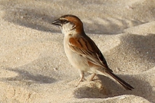 Iago Sparrow (Passer iagoensis), photo 2