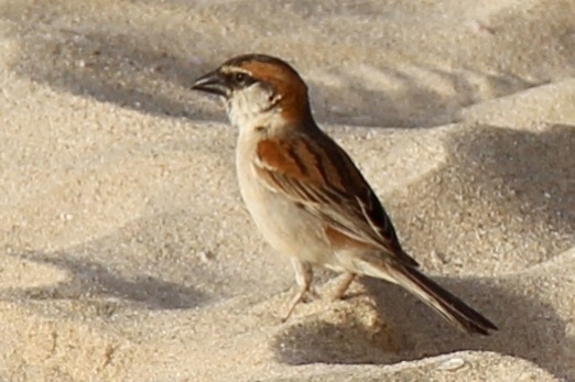 Iago Sparrow (Passer iagoensis), photo 2