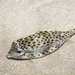 Shortnose Boxfish - Photo (c) budak, some rights reserved (CC BY-NC), uploaded by budak
