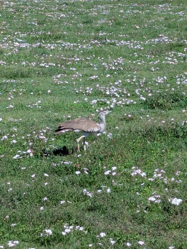 Kori Bustard (Ardeotis kori), photo 2