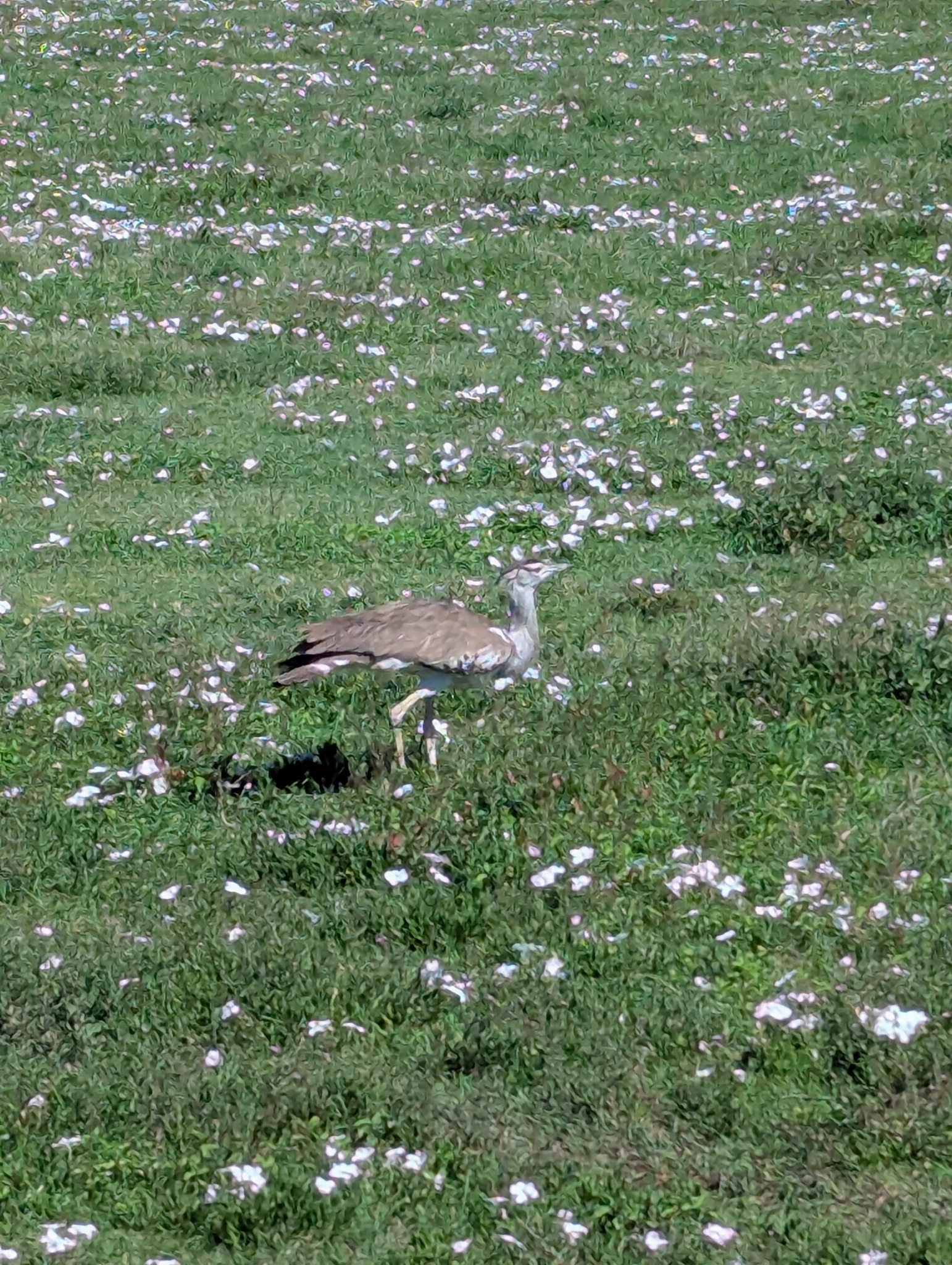 Kori Bustard (Ardeotis kori), photo 2