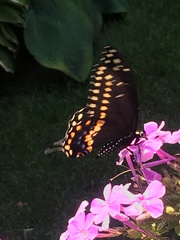 Papilio polyxenes
