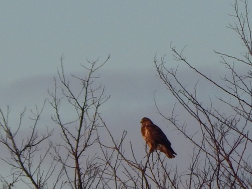 Common Buzzard