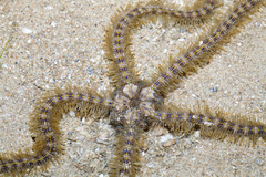 Macrophiothrix