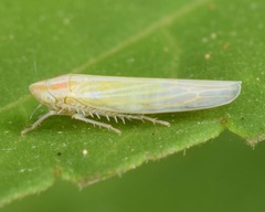 Dikraneura angustata