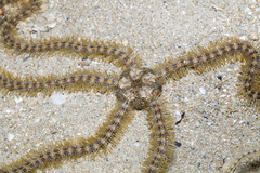 Macrophiothrix