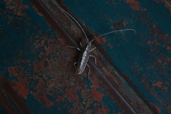 Neoptychodes trilineatus