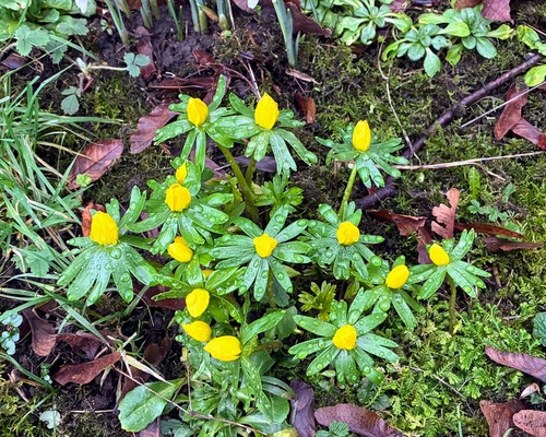 Foto de Eranthis hyemalis