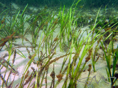 Zostera capricorni