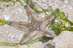 Astropecten indicus