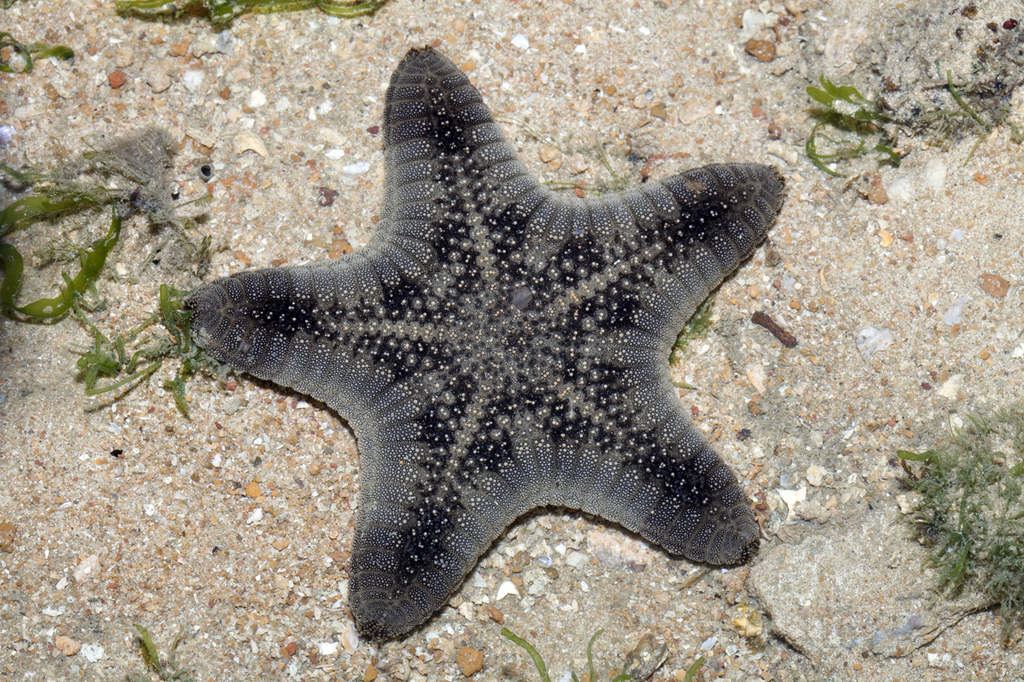 Goniodiscaster