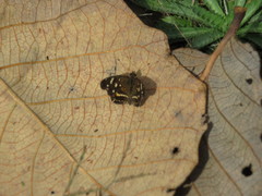 Anthanassa ptolyca amator