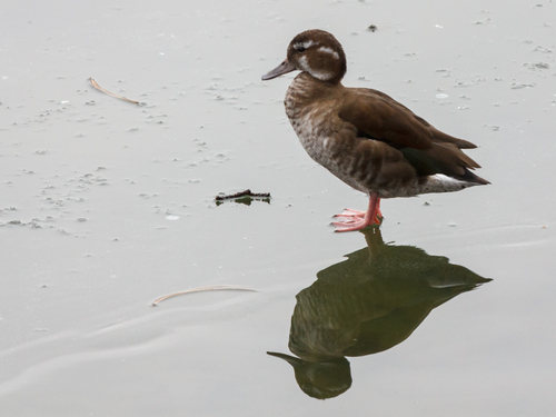 Canard à collier noir