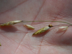 Melica spectabilis