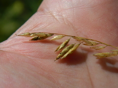 Melica spectabilis