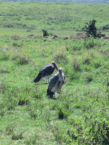Marabou Stork (Leptoptilos crumenifer)