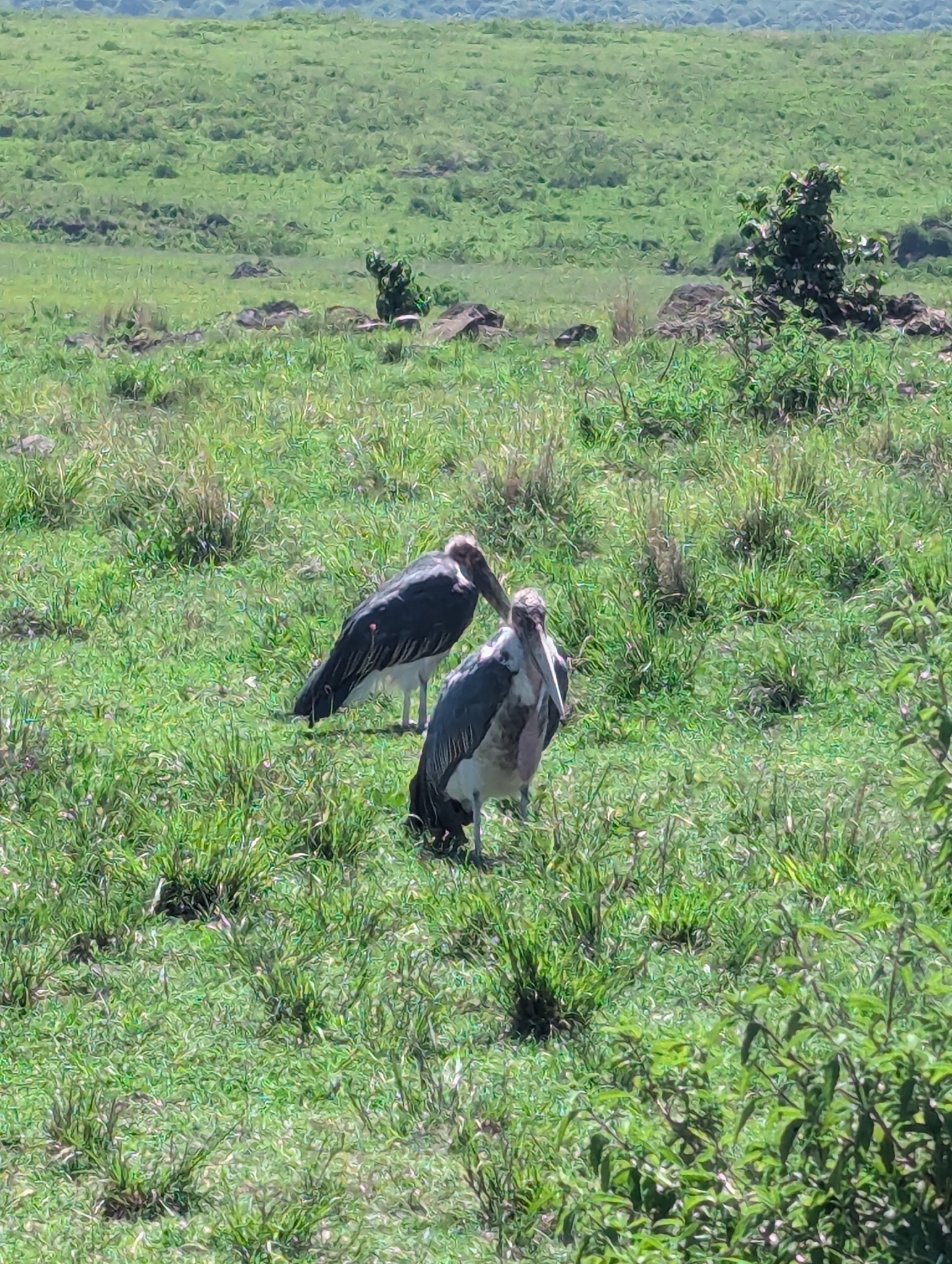 Marabou Stork (Leptoptilos crumenifer), photo 1
