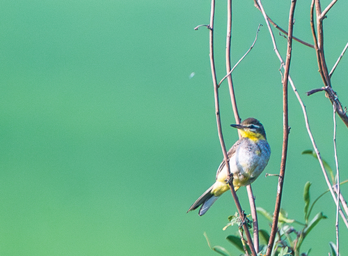 Western Yellow Wagtail (Motacilla flava), photo 4