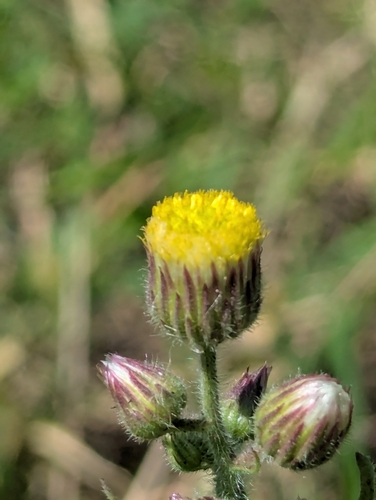 Conyza aegyptiaca iNat (3)