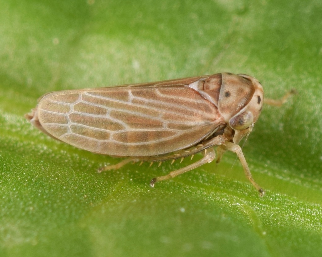 Agallia quadripunctata; (c) skitterbug, some rights reserved (CC BY), uploaded by skitterbug
