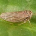 Four-spotted Clover Leafhopper - Photo (c) skitterbug, some rights reserved (CC BY), uploaded by skitterbug