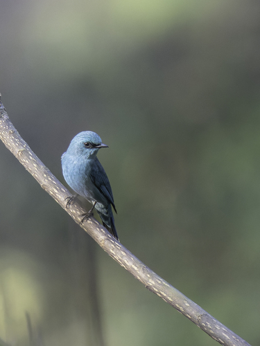 Verditer Flycatcher (Eumyias thalassinus), photo 5