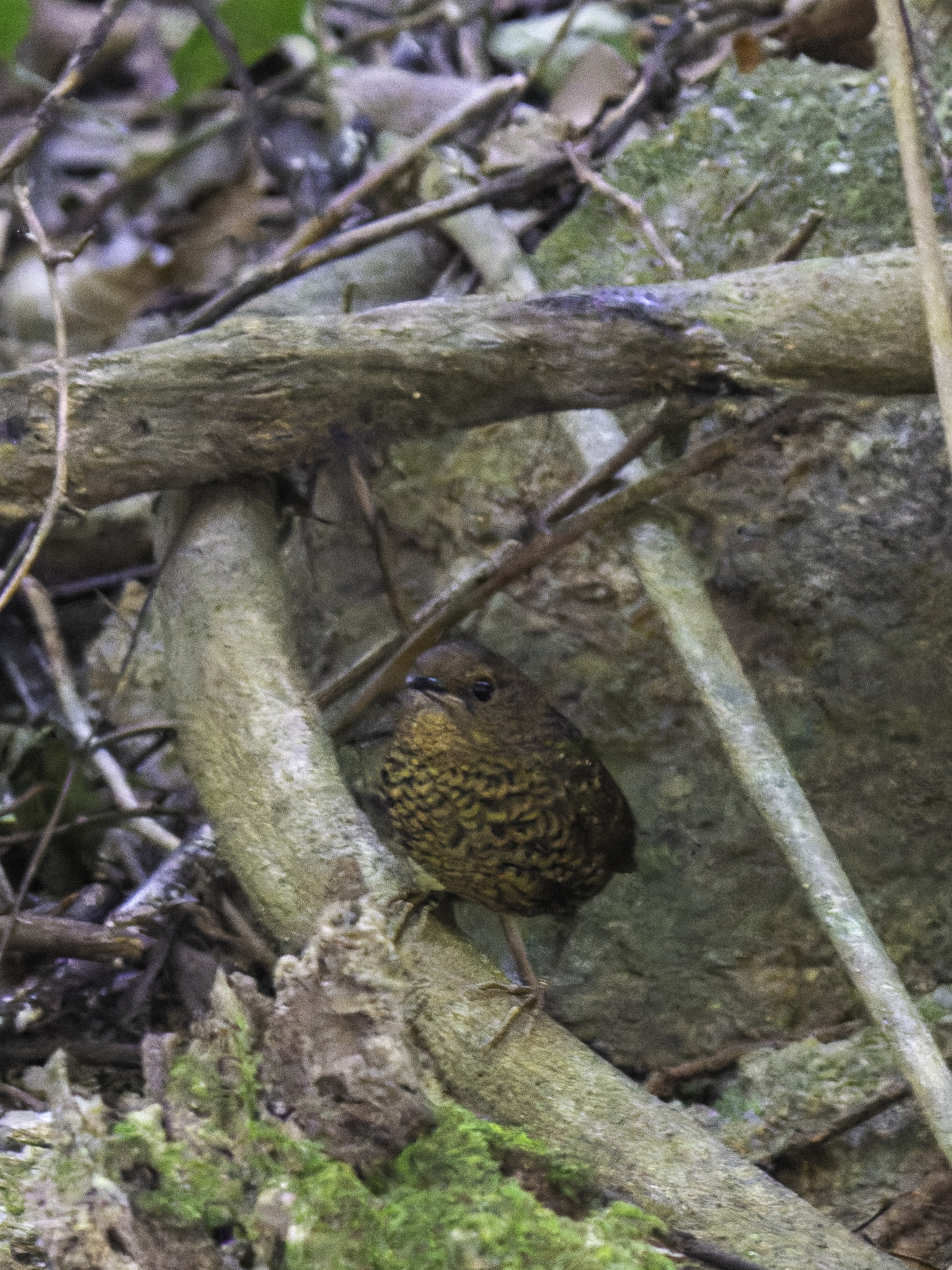 Pygmy Cupwing (Pnoepyga pusilla), photo 1