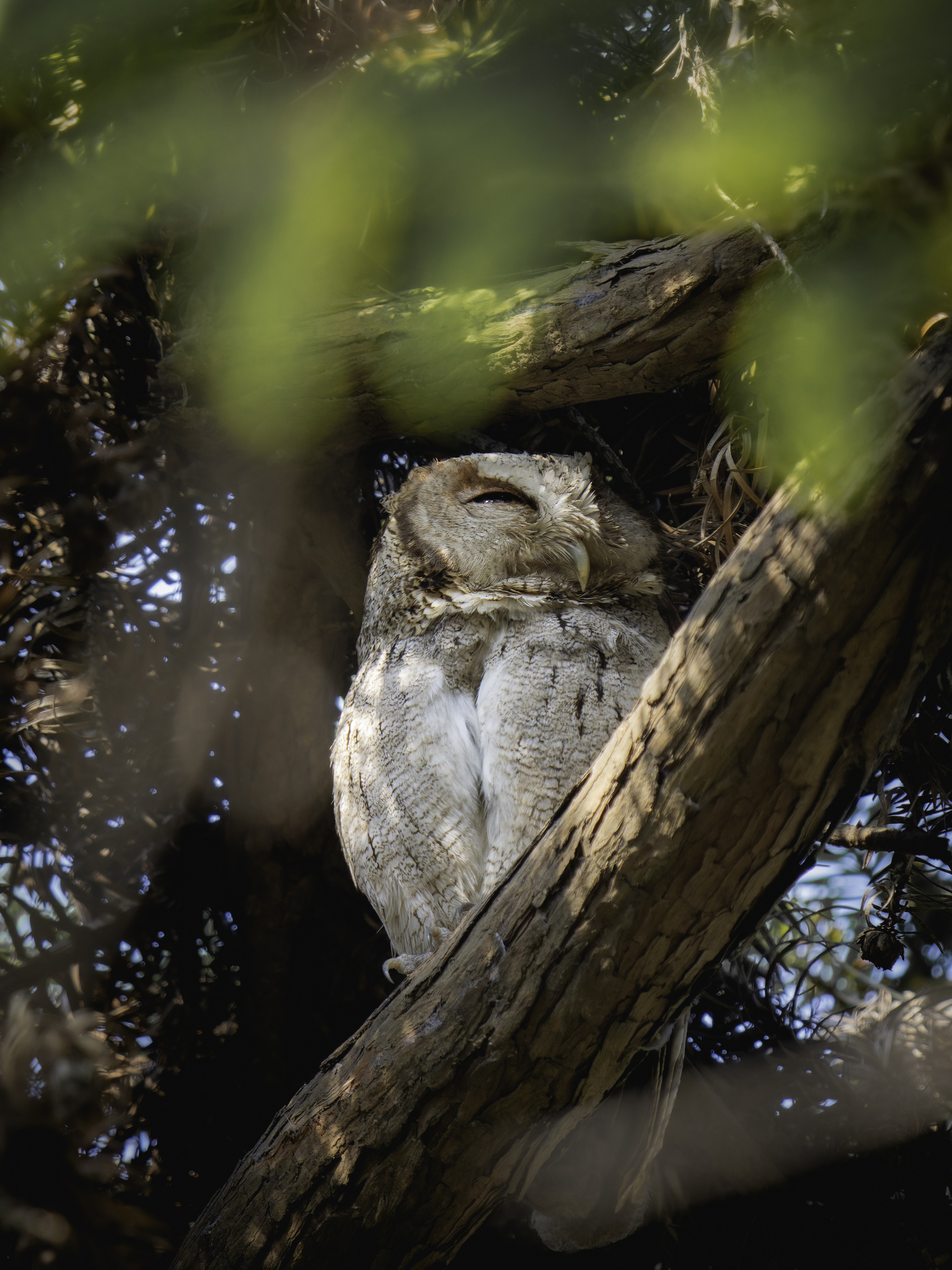 Collared Scops Owl (Otus lettia), photo 7