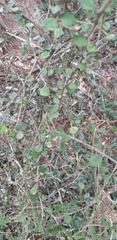 Coprosma rotundifolia