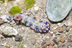 Hypselodoris infucata