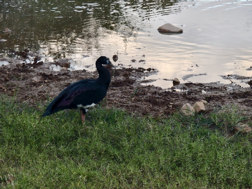 iNaturalist: (c) Lissandro Dittmar, some rights reserved (CC BY-NC), uploaded by Lissandro Dittmar iNaturalist image