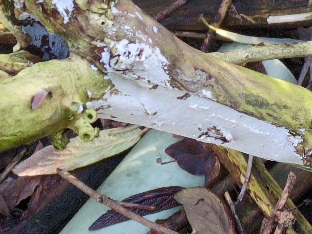Lyomyces sambuci · January 2026 · photo: © guywallbanks (iNaturalist, cc-by)