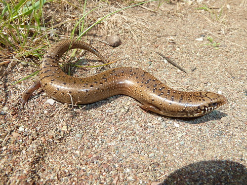 Ocellated Bronze Skink, photo 10 of 10