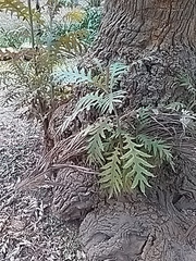 Bocconia arborea