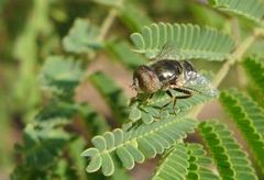 Eristalinus aeneus